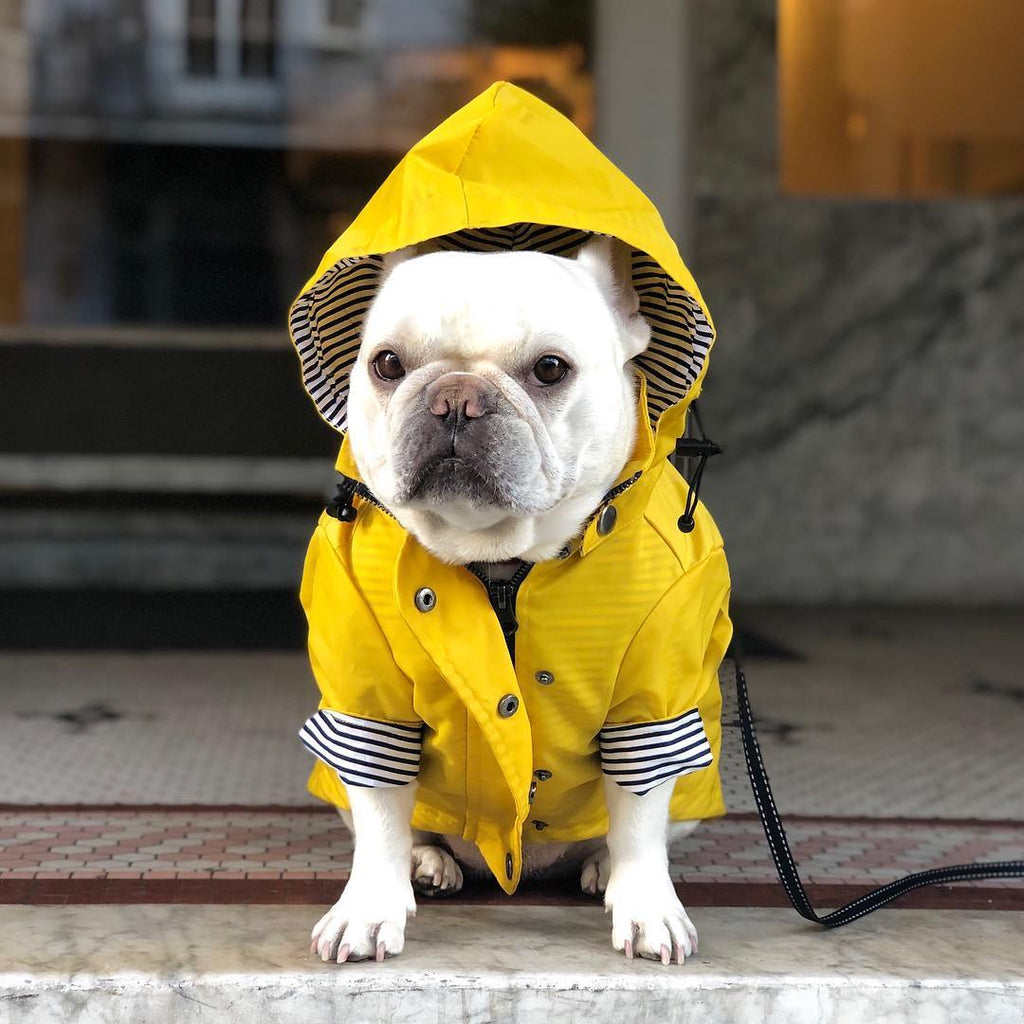 High-visibility waterproof dog raincoat - Essential wet weather gear for Canadian and NZ walks.