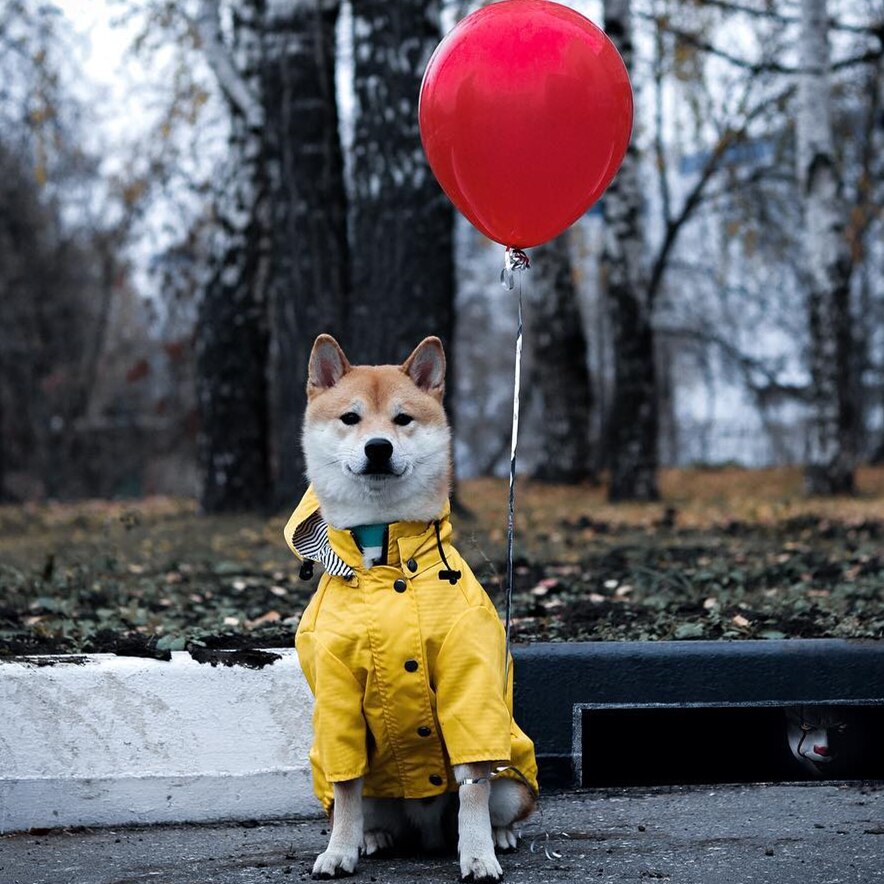 High-visibility waterproof dog raincoat - Essential wet weather gear for Canadian and NZ walks.