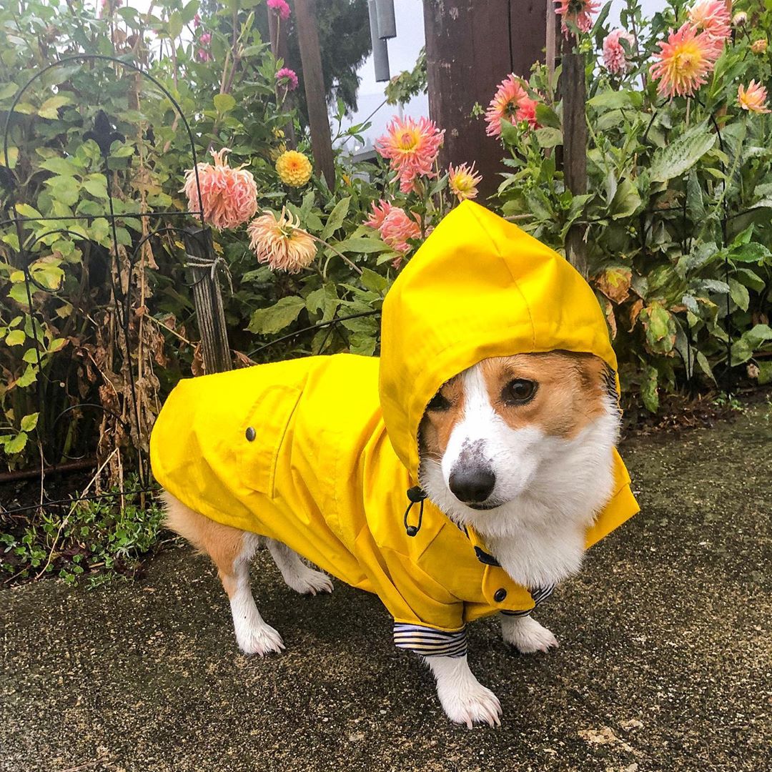 High-visibility waterproof dog raincoat - Essential wet weather gear for Canadian and NZ walks.