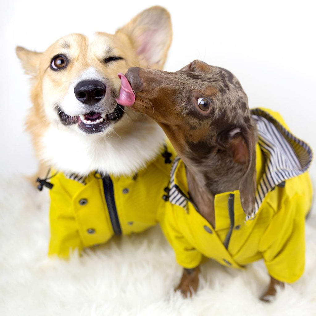 High-visibility waterproof dog raincoat - Essential wet weather gear for Canadian and NZ walks.