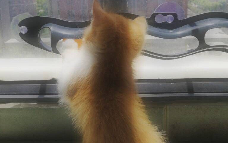 Windowsill Cat Track Ball Toy - Indoor enrichment for apartment-living cats in AU, NZ & Canada.