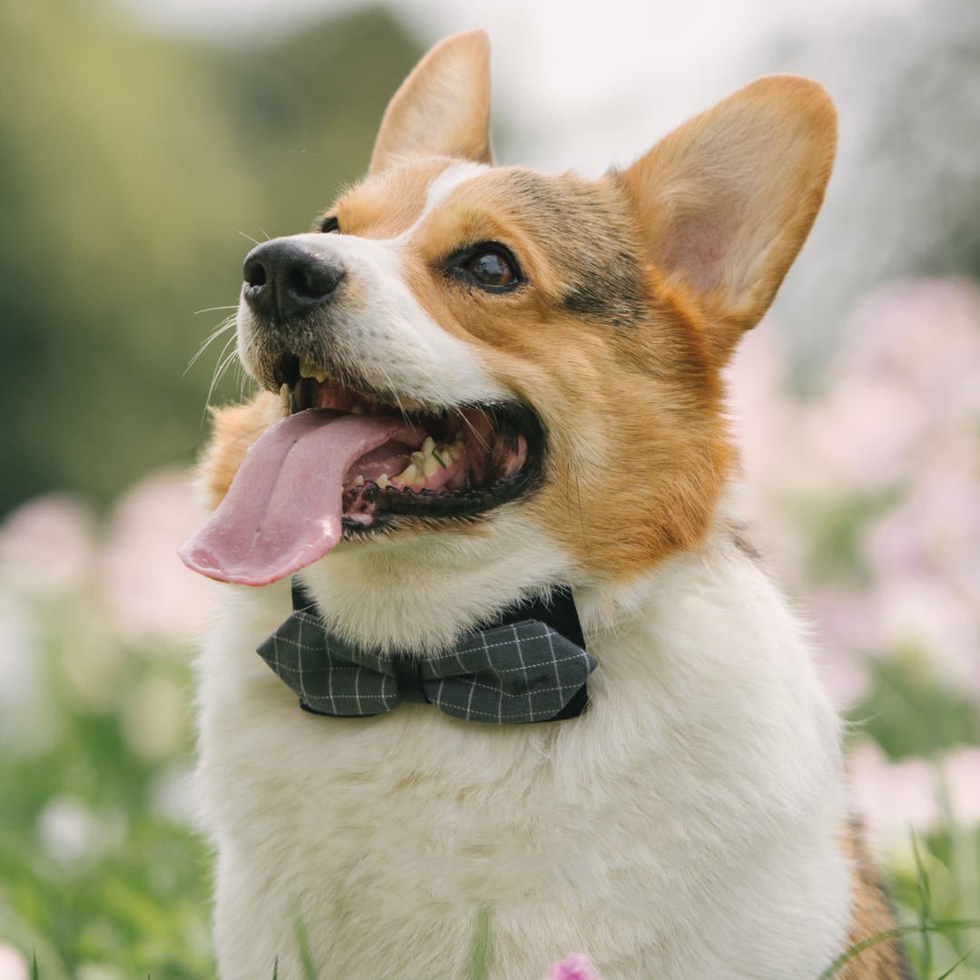 Cute dog bow tie collar - Stylish adjustable pet accessory for special occasions in Canada & AU.