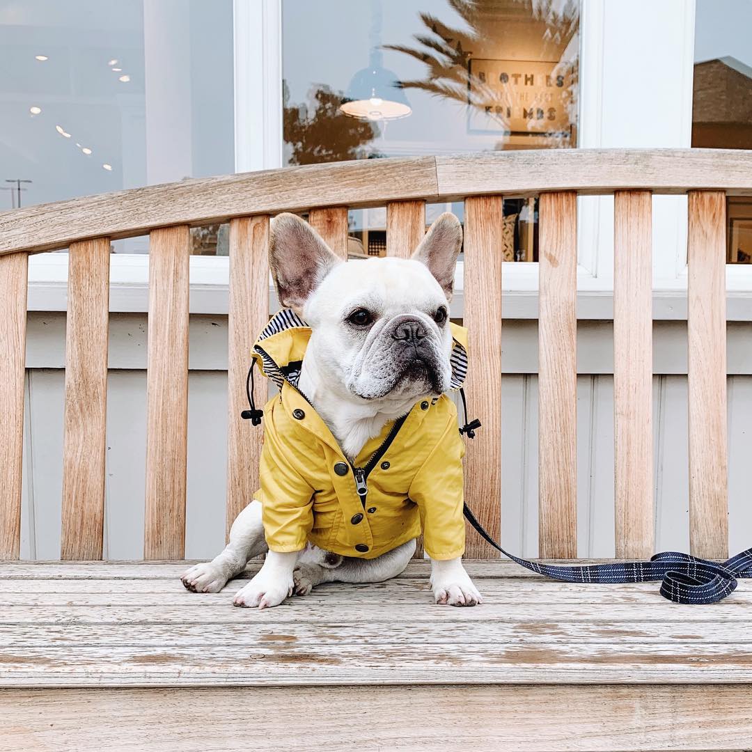 High-visibility waterproof dog raincoat - Essential wet weather gear for Canadian and NZ walks.