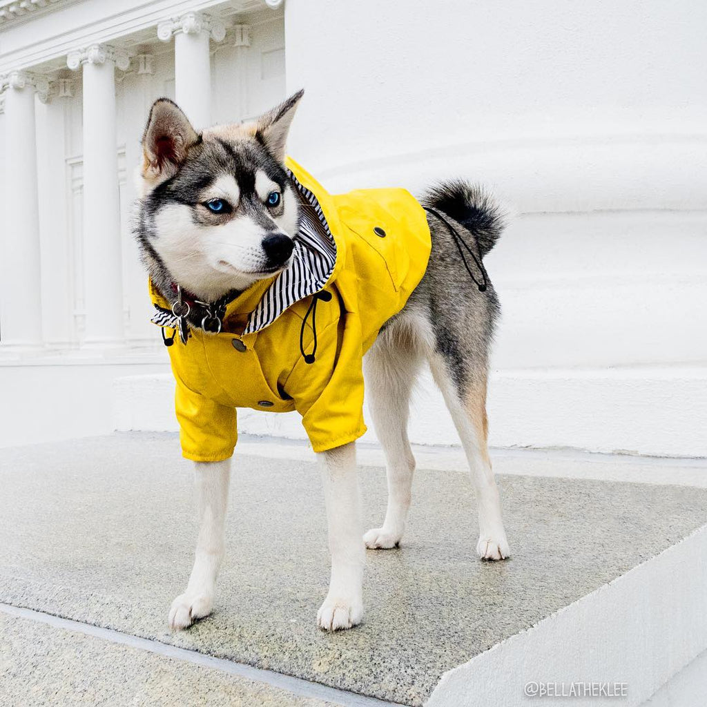 High-visibility waterproof dog raincoat - Essential wet weather gear for Canadian and NZ walks.