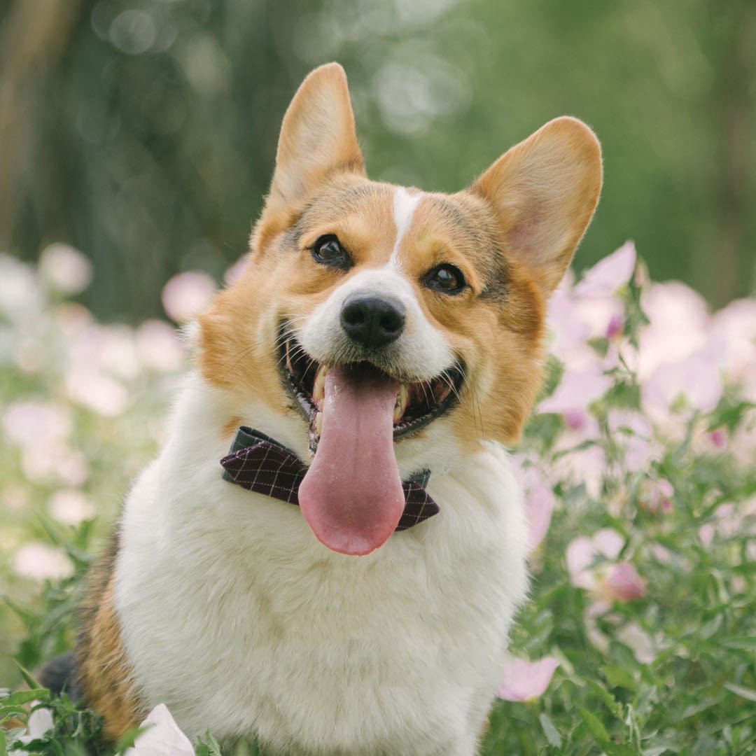 Cute dog bow tie collar - Stylish adjustable pet accessory for special occasions in Canada & AU.